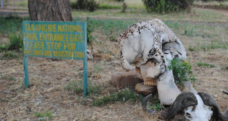Safari privado de 4 días en campamento por el Serengeti, el Ngorongoro y el Parque Nacional de Tarangire - Safari Serengeti Booking 8