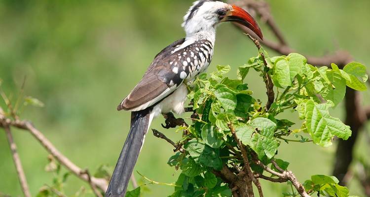 Safari privado de 4 días en campamento por el Serengeti, el Ngorongoro y el Parque Nacional de Tarangire - Safari Serengeti Booking 7