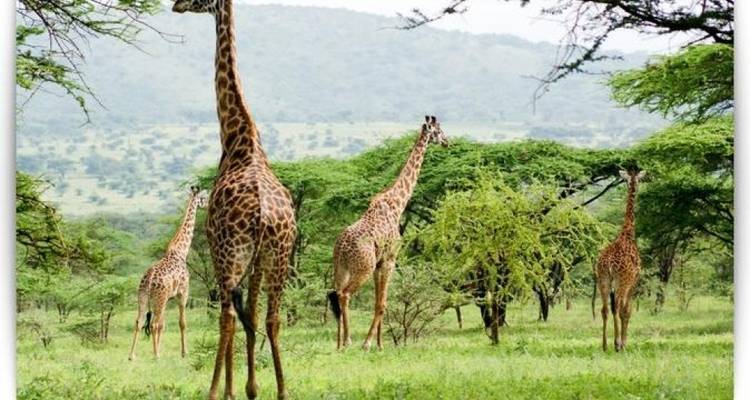 Safari privado de 4 días en campamento por el Serengeti, el Ngorongoro y el Parque Nacional de Tarangire - Safari Serengeti Booking 2