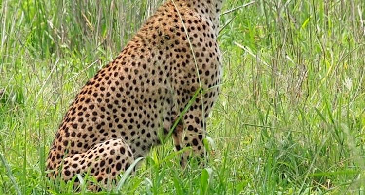 Safari privado de 4 días en campamento por el Serengeti, el Ngorongoro y el Parque Nacional de Tarangire - Safari Serengeti Booking 10