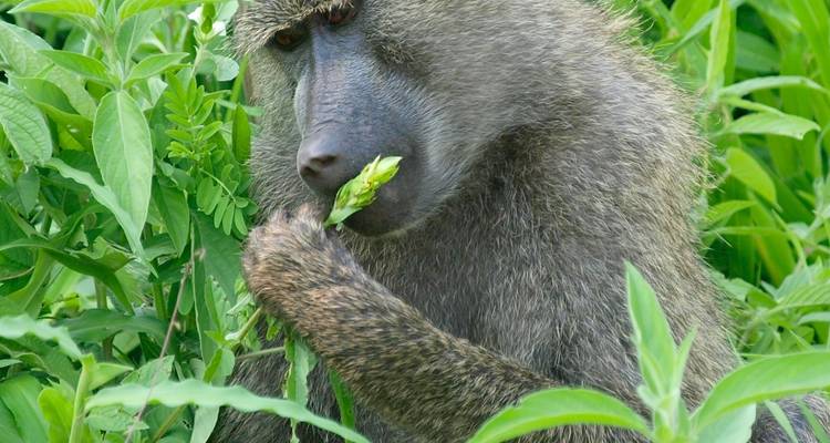 Safari privado de 4 días en campamento por el Serengeti, el Ngorongoro y el Parque Nacional de Tarangire - Safari Serengeti Booking 6