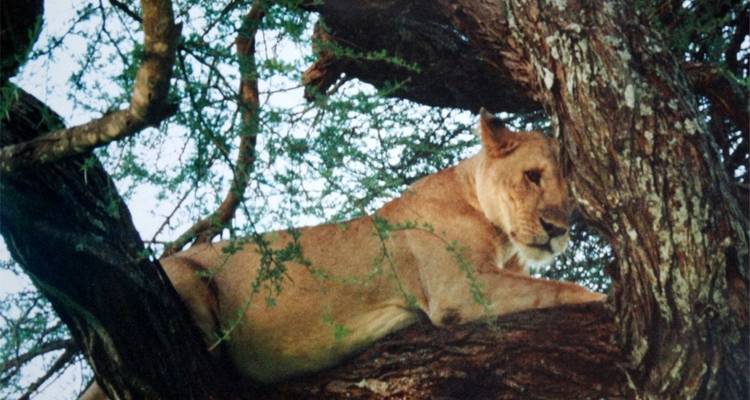 Safari privado de 4 días en campamento por el Serengeti, el Ngorongoro y el Parque Nacional de Tarangire - Safari Serengeti Booking 3