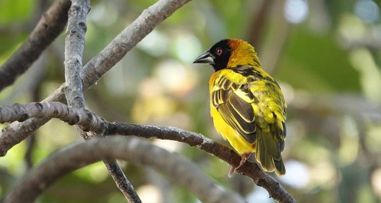 Safari aux chutes Murchison 3 jours/2 nuits - Across Africa Tours & Travel 1
