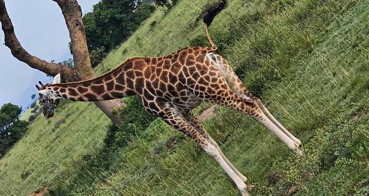 Safari aux chutes Murchison 3 jours/2 nuits - Across Africa Tours & Travel 2