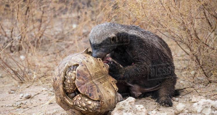 5 Days Safari in Serengeti, Ngorongoro, Lake Manyara,Tarangire National Park - Safari Serengeti Booking 10