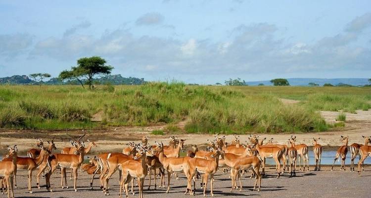 5 Days Safari in Serengeti, Ngorongoro, Lake Manyara,Tarangire National Park - Safari Serengeti Booking 4
