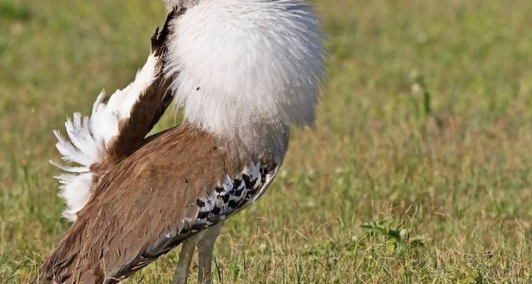 5 Days Safari in Serengeti, Ngorongoro, Lake Manyara,Tarangire National Park - Safari Serengeti Booking 6