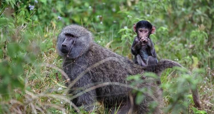 Safari de 5 jours dans le Serengeti, le Ngorongoro, le lac Manyara et le parc national du Tarangire - Safari Serengeti Booking 10