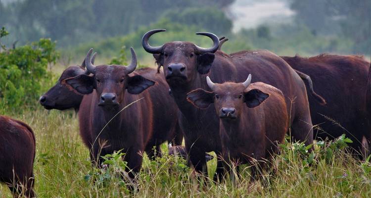Gruppe von Afrikanischen Büffeln, die im Grasland stehen.