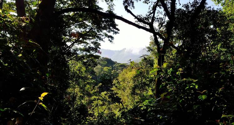 Dichte Waldlandschaft mit fernen Bergen.