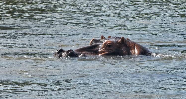 Murchison Falls Wildlife Safari 3Djours/2 Nuits (Confort) - Across Africa Tours & Travel 4