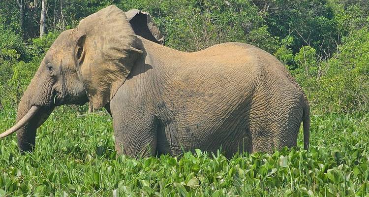 Murchison Falls Wildlife Safari 3Djours/2 Nuits (Confort) - Across Africa Tours & Travel 6