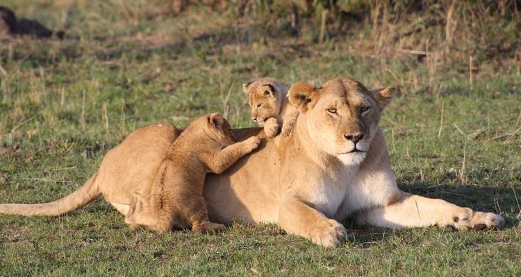 Löwin ruht auf Gras mit verspielten Jungtieren.