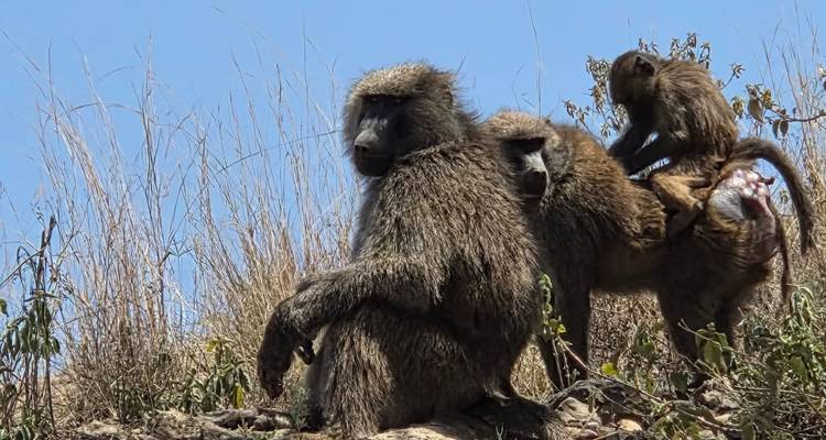 6 días 5 noches lo mejor de Kenia - confort plus - Across Africa Tours & Travel 6