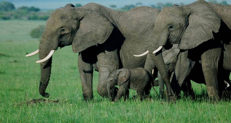 Elefantenherde mit einem Kalb, die durch Grasland wandert.