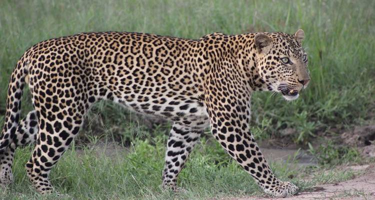 Nahaufnahme eines Leoparden, der durch Gras läuft.