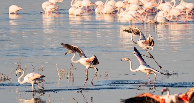 7 días 6 noches La mejor aventura de Kenia - Across Africa Tours & Travel 3
