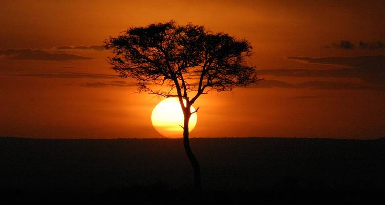 Silhouette d'arbre devant un soleil couchant.