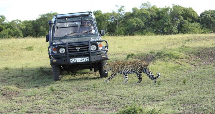 Léopard passant devant un véhicule de safari.