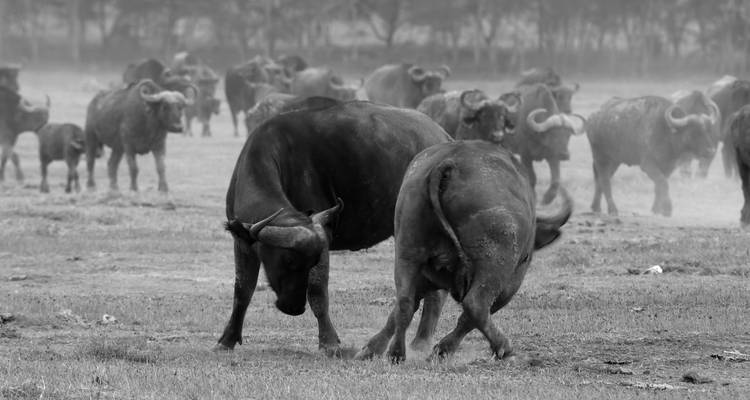 3 Days /2 Nights Masai Mara via The Great Rift Valley (Luxury) - Across Africa Tours & Travel 2