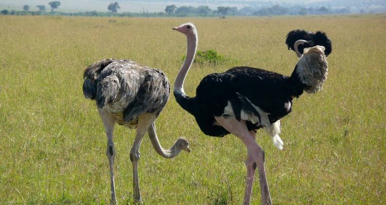 3 Days /2 Nights Masai Mara via The Great Rift Valley (Luxury) - Across Africa Tours & Travel 3