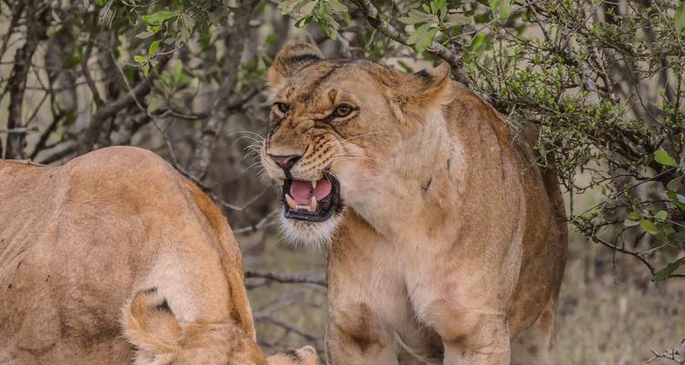3 Days /2 Nights Masai Mara via The Great Rift Valley (Luxury) - Across Africa Tours & Travel 6