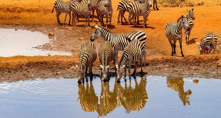 Safari au Kenya (Comfort Plus) 5 jours /4 nuits - Across Africa Tours & Travel 7