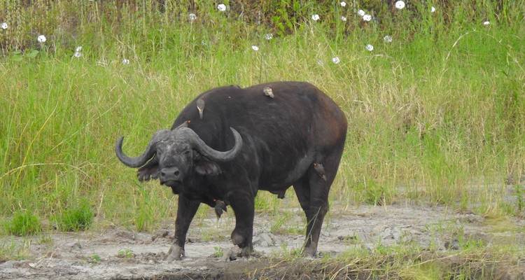 Voyage de 7 jours à la rencontre des gnous - Moyenne gamme - Muraa African Safaris 1