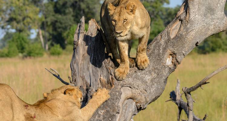 Voyage de 7 jours à la rencontre des gnous - Moyenne gamme - Muraa African Safaris 4