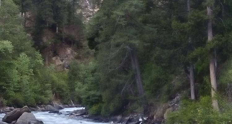 Waldfluss, der zwischen Bäumen fließt.