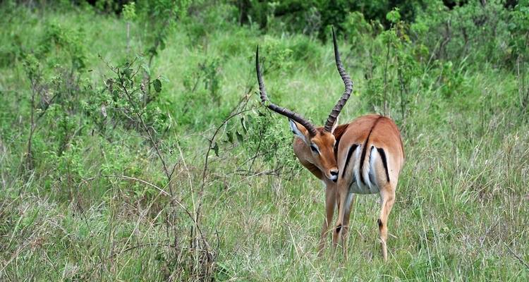 Aventure à Maasai Mara - Lake Nakuru (Comfort plus) - 4 Jours / 3 Nuits - Across Africa Tours & Travel 2