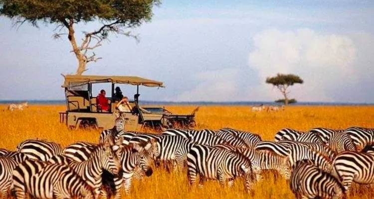 Aventure à Maasai Mara - Lake Nakuru (Comfort plus) - 4 Jours / 3 Nuits - Across Africa Tours & Travel 8