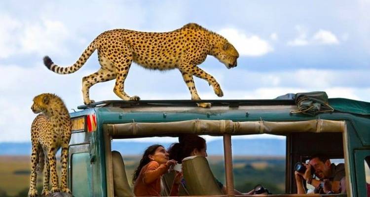Aventure à Maasai Mara - Lake Nakuru (Comfort plus) - 4 Jours / 3 Nuits - Across Africa Tours & Travel 10