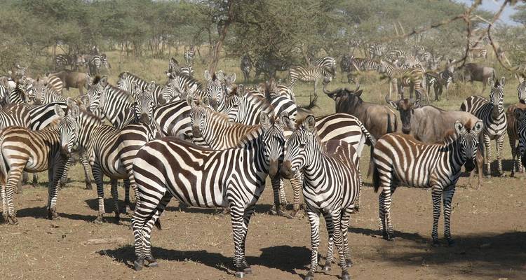 Herd of zebras gathering in the savannah.