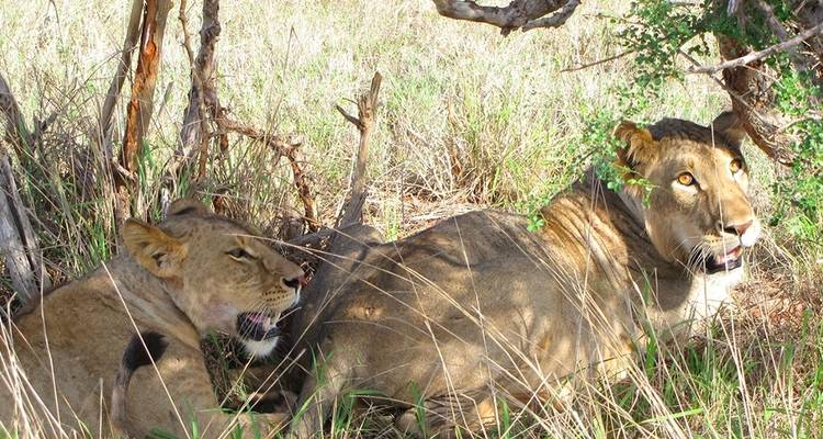 3 Days 2 Nights in Maasai Mara via The Great Rift Valley - Across Africa Tours & Travel 8