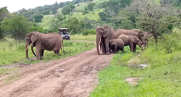 1 jour Big 5 et grands félins dans le parc national de l'Akagera - Devine African Safaris Ltd 1