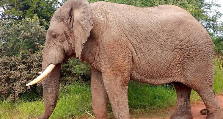 1 jour Big 5 et grands félins dans le parc national de l'Akagera - Devine African Safaris Ltd 2