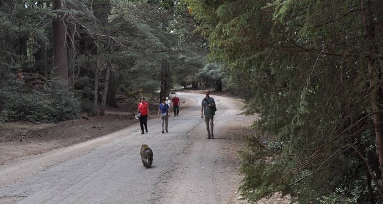 Un groupe de personnes marchant sur une route boisée avec un singe au loin.