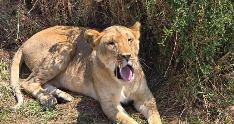 3 Days/2 Nights Masai Mara via The Great Rift Valley (Comfort) - Across Africa Tours & Travel 3
