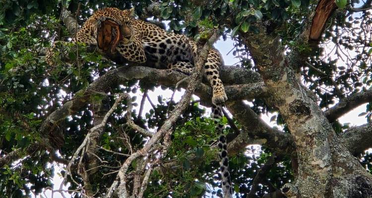 3 Days/2 Nights Masai Mara via The Great Rift Valley (Comfort) - Across Africa Tours & Travel 4