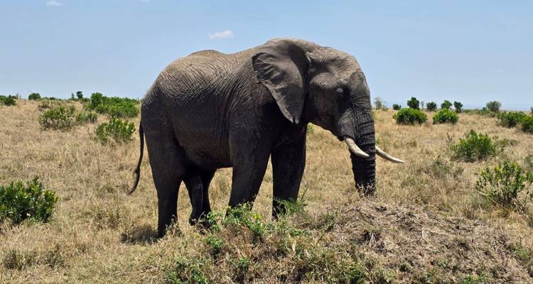 3 Days/2 Nights Masai Mara via The Great Rift Valley (Comfort) - Across Africa Tours & Travel 6