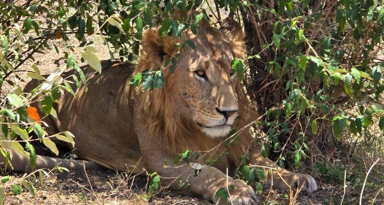 3 Days/2 Nights Masai Mara via The Great Rift Valley (Comfort) - Across Africa Tours & Travel 7