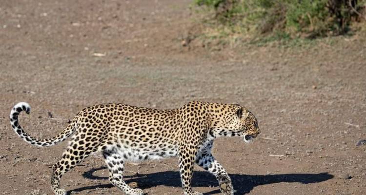 3 Days/2 Nights Masai Mara via The Great Rift Valley (Comfort) - Across Africa Tours & Travel 9