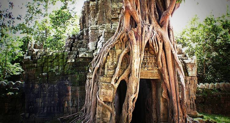 Racines d'arbres enveloppant une ancienne structure de pierre.