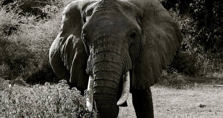 4Days/3Nights Serengeti, Ngorongoro & Lake Manyara (Comfort) - Across Africa Tours & Travel 3