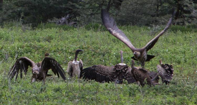 4Days/3Nights Serengeti, Ngorongoro & Lake Manyara (Comfort) - Across Africa Tours & Travel 7