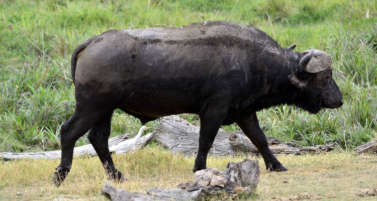 Buffel die staat in een grazig gebied.
