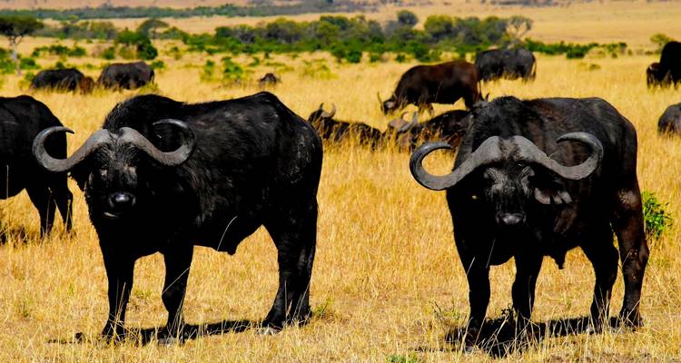 Twee buffels die staan in een droog grazig veld met meer buffels op de achtergrond
