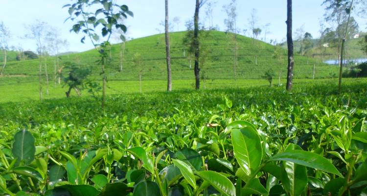 Lush green tea plantation with rolling hills in the distance.