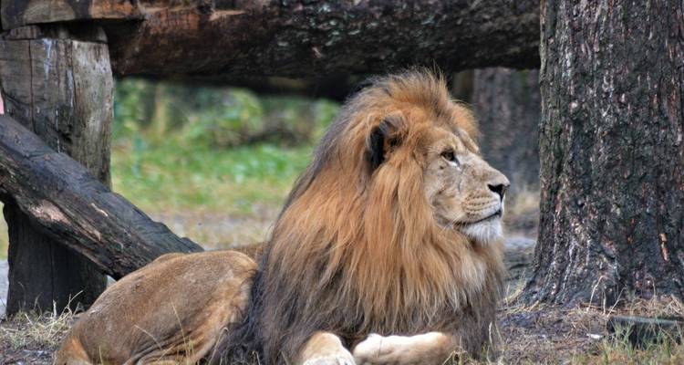 4Days/3Nights, Serengeti, Ngorongoro crater and Lake Manyara Adventure - Across Africa Tours & Travel 1